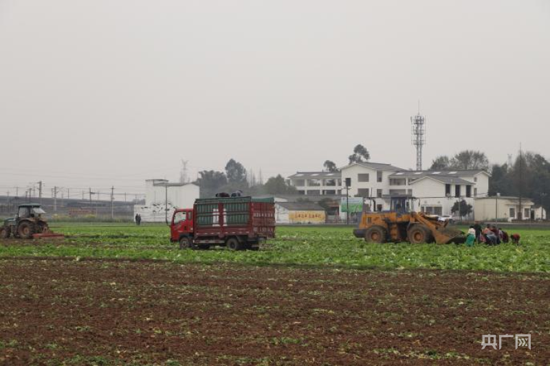 新澳门游戏网站入口一犁新雨破春耕｜ “一采一收”轮番耕种 眉山夯实粮食根基(图2)