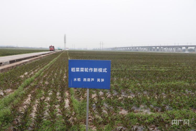 新澳门游戏网站入口一犁新雨破春耕｜ “一采一收”轮番耕种 眉山夯实粮食根基(图4)