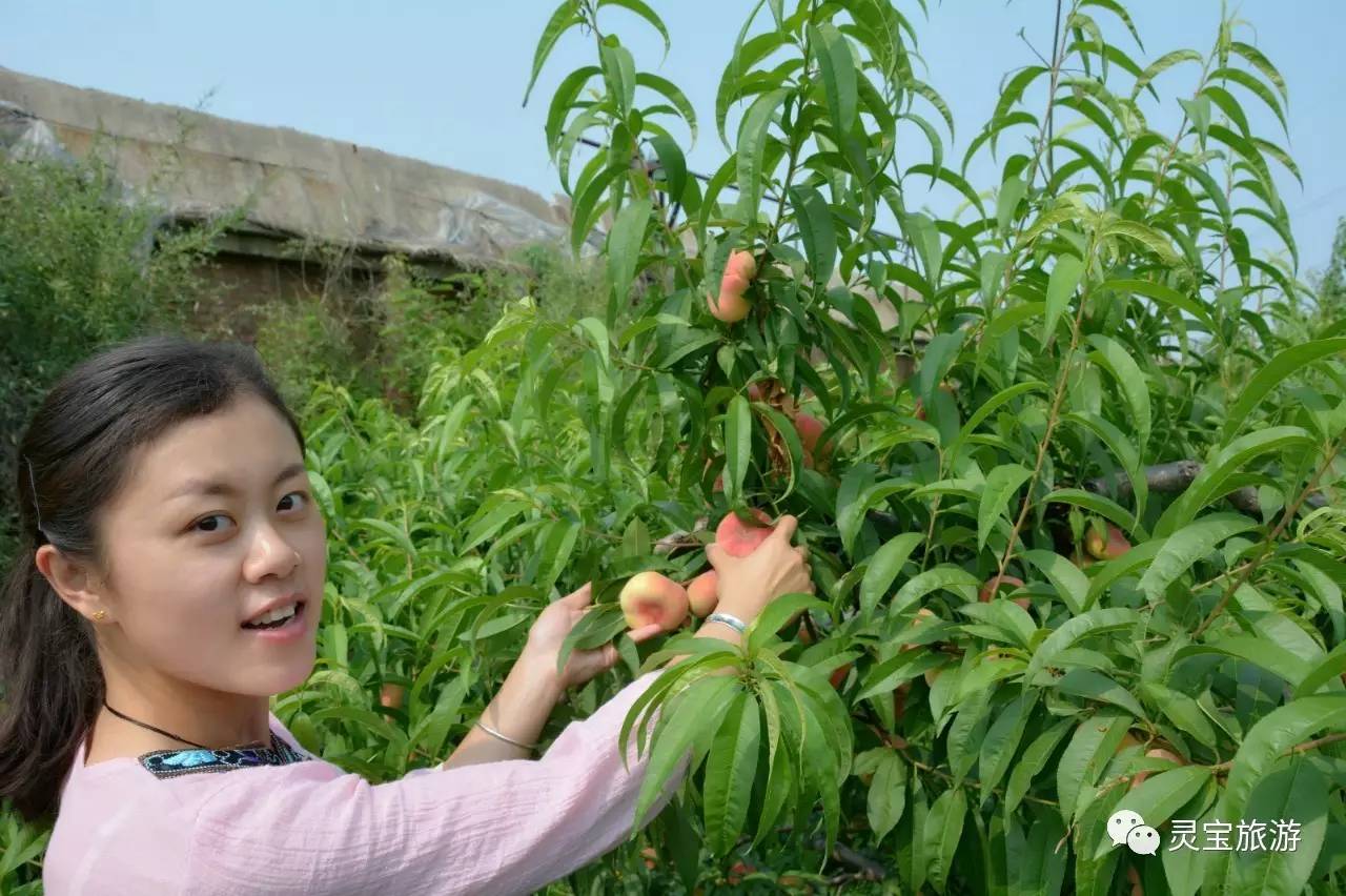 新澳门游戏边玩边采摘周末来这里美美哒逛果园！(图1)