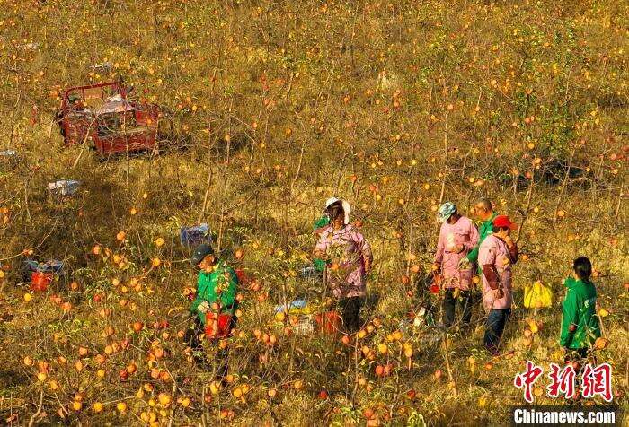 新澳门游戏网站入口采煤沉陷区变千亩果园 山西农村经济生态社会效益“三丰收”(图1)