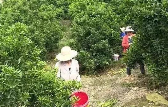 新澳门游戏柑橘疏果对于提升品质很关键这份技术指导方案科学合理好操作(图3)