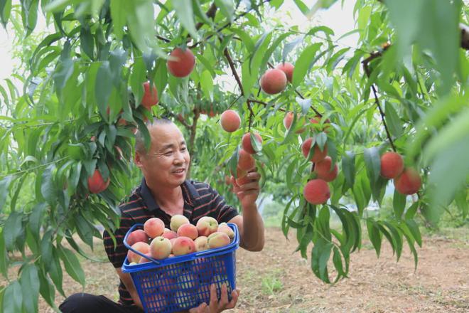 甜蜜！临安这些采摘地等你来！(图1)