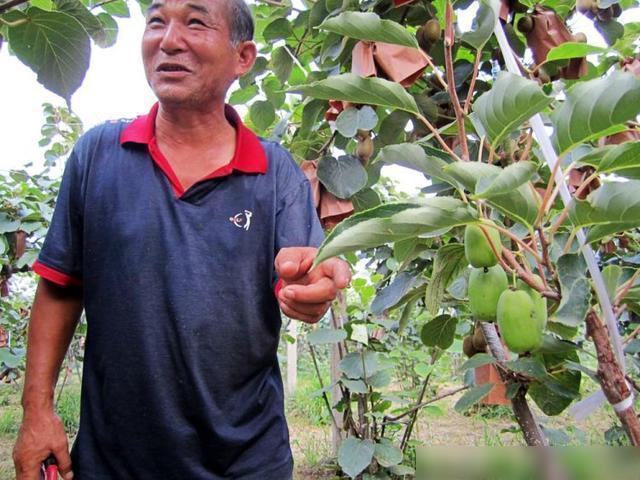 新澳门游戏我国最好吃水果家有空地种2棵落地就活明年果子全家吃不完(图2)