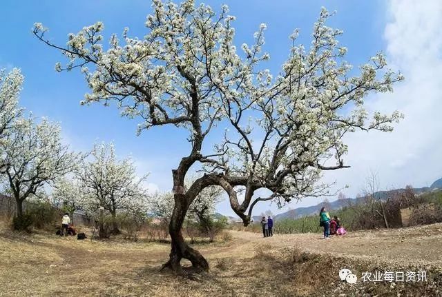 新澳门游戏“镇宅树”大有讲究：3种树可在庭院里种有一种树尽量别栽(图6)