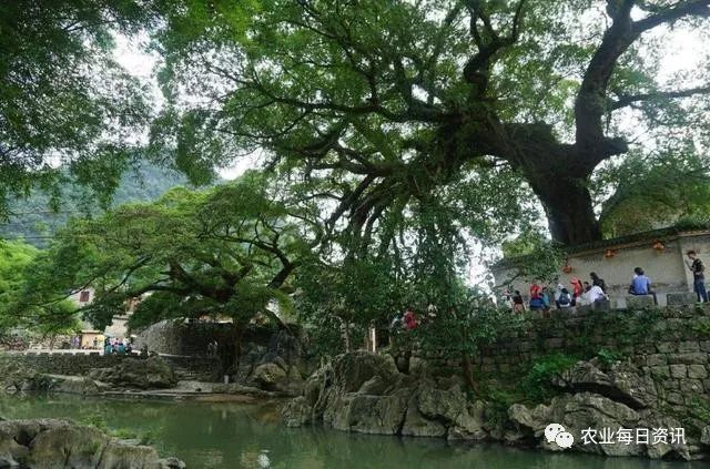 新澳门游戏“镇宅树”大有讲究：3种树可在庭院里种有一种树尽量别栽(图1)