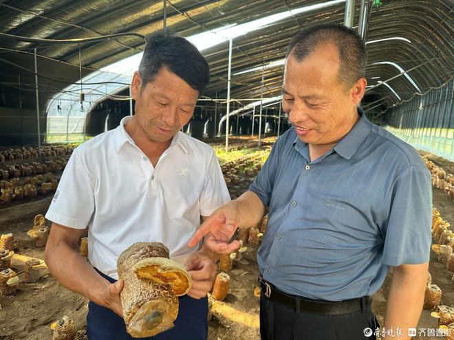 在黄河故道“掘金”临清桑黄年销售过亿元(图10)