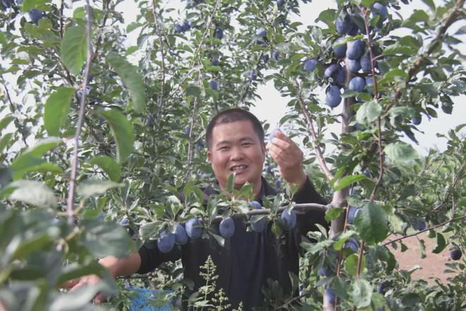 太谷用“特、优”点亮果农致富之路(图1)