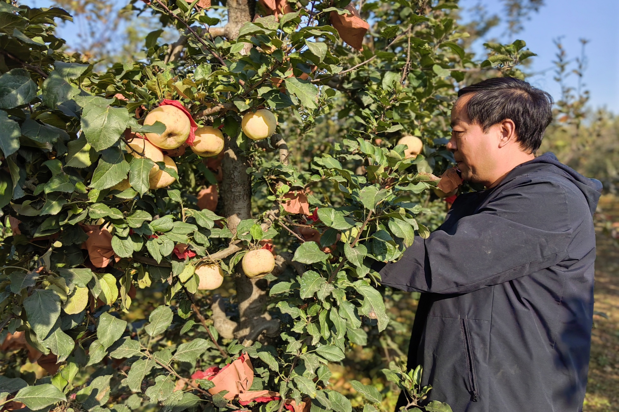 新澳门游戏河北定兴：苹果盈枝促增收(图2)