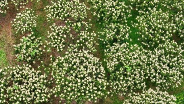 花开满山头龙颈果农忙碌盼丰收！(图6)