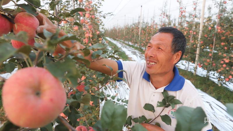 山西吉县：“秦脆”苹果抢鲜登陆“两节”市场(图3)