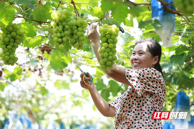 桂阳： “月光之泪”新鲜上市让果农笑开颜(图2)