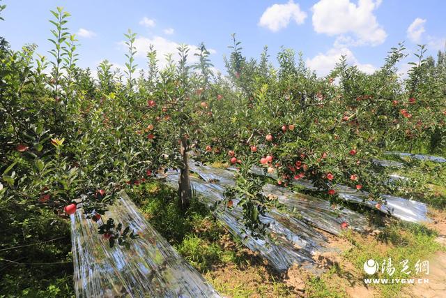 新澳门游戏印台区早熟苹果抢先上市(图2)