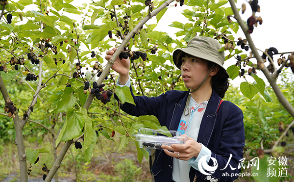 新澳门游戏网站入口映山红丨安徽凤台：蔬菜住进“玻璃房”循环农业有“秘方”(图4)