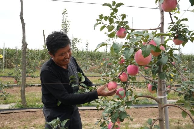 合水：苹果飘香挂满枝 喜迎丰收忙管理(图2)