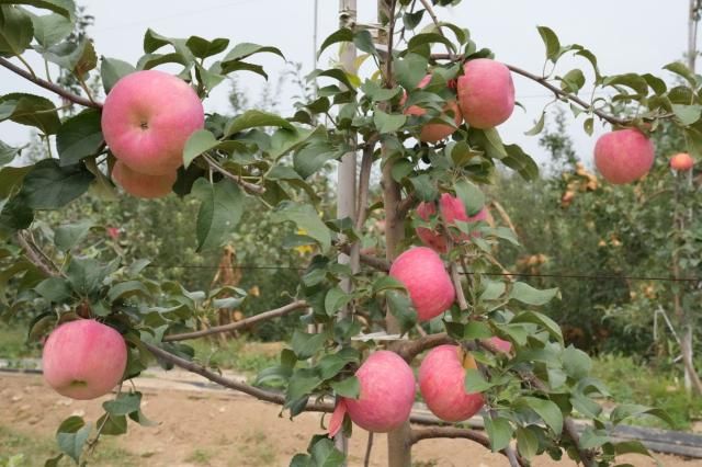 合水：苹果飘香挂满枝 喜迎丰收忙管理(图3)