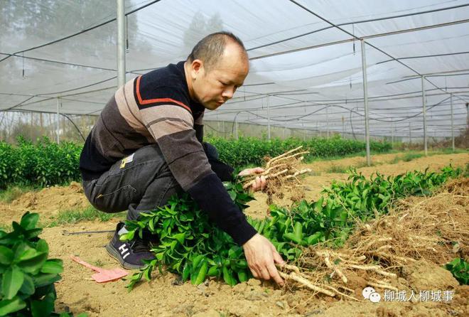 苗木走俏市场哪个苗木品种最受欢迎？(图4)