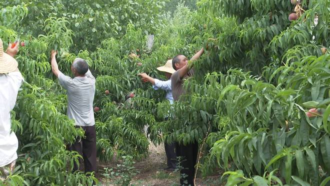 兰陵：农技人员进田间 指导夏季果树管理(图1)