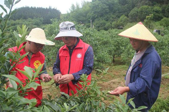 新澳门游戏网站入口暴雨过后金桔果园应急管理措施(图1)