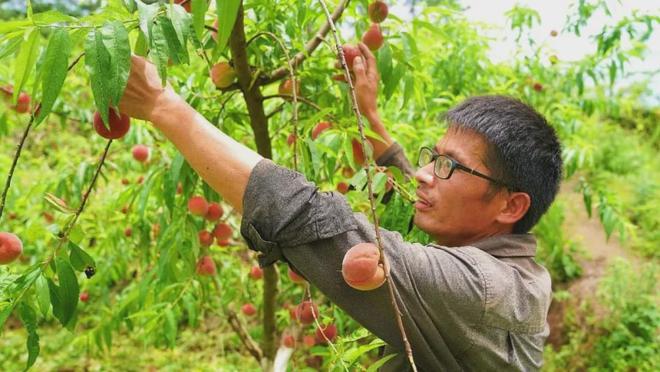 新澳门游戏“萄”不掉的！双溪口乡第二届鲜果采摘节安排上啦(图2)