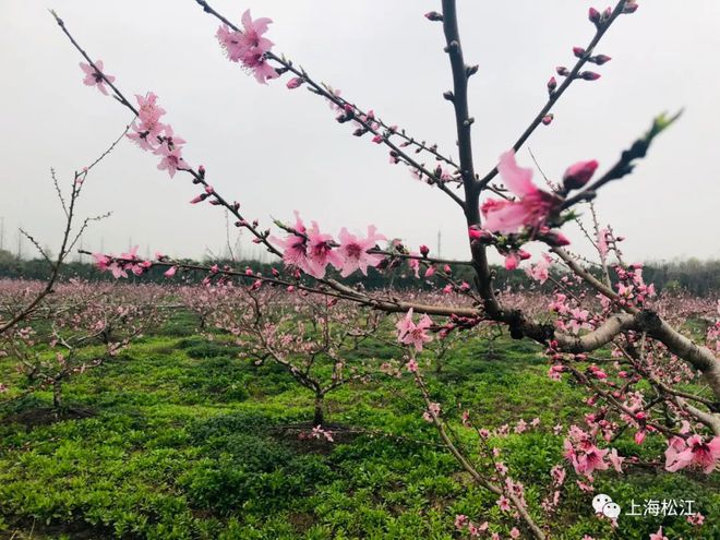 蓝莓、樱桃、红美人、小番茄、甜瓜……来松江这家农场做果园主人吧！(图2)