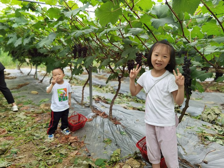 仁怀市鲁班街道：葡萄香满园快来体验采摘乐趣(图3)