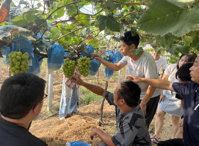 南陵县三里镇：提升科学种植素养 促进葡萄高产增收(图1)